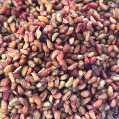 Jammu Anardana (Pomgrenade Seeds), 250 GMS